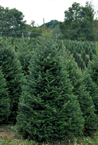 How to Grow and Care for Fraser Fir