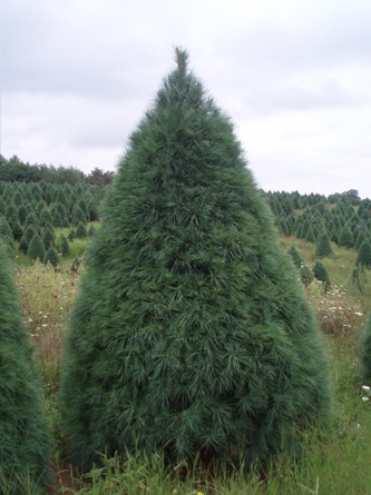pine trees tree nc info christmas nursery kathy shore farms